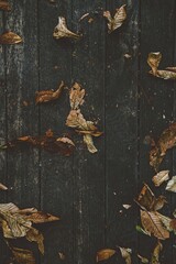 autumn leaves on boards