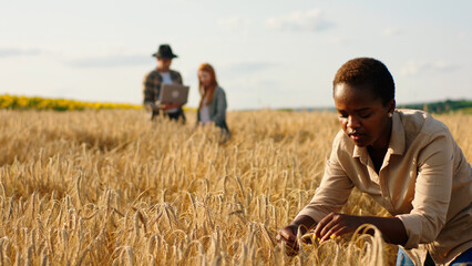 Closeup to the camera black woman hands in the middle of wheat field analysing the harvest from...