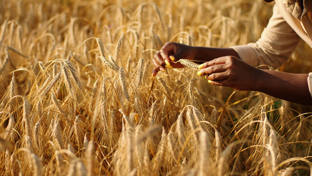 In front of the camera black beautiful lady farmer analysing the results of harvest in the middle of wheat field while other farmers on the background analysing other statistic