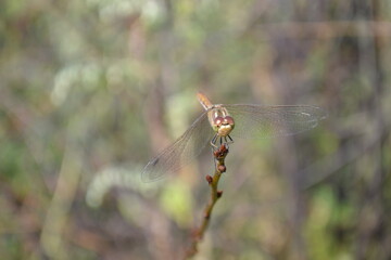 close up of a dragonfly