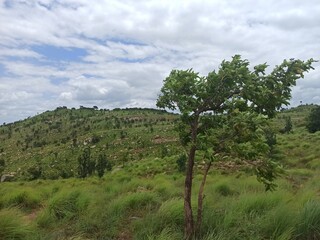 landscape with trees