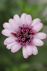 Fototapeta premium close up of a flower , macro flower portrait 