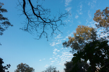 Different shapes of white clouds forming on the blue skies of Uttarakhand India with trees in the foreground and mountains at background.