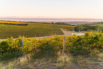 Vineyards in McLaren Vale at sunset, South Australia.