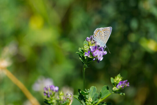 Silver-studded blue (Plebejus argus) butterfly with closed wings perched on violet flower in Zurich, Switzerland