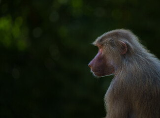 Close up of thoughtful baboon (papio), monkey deep in thought