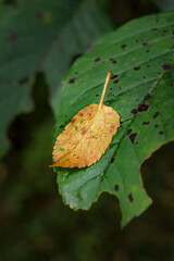 The change from Summer to Fall is apparent when this spotted yellow leaf drops only to land on this green leaf.  Two leaves showing wear and tear in our woods in Windsor in Upstate NY.