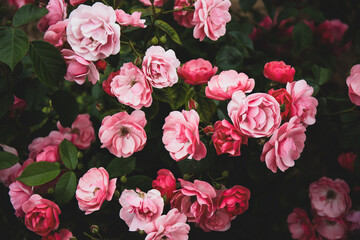 Garden pink roses in the garden close-up