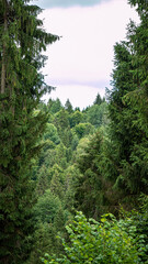 forest in the mountains