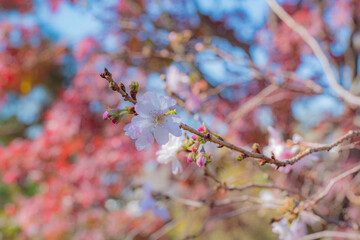 ジュウガツサクラ