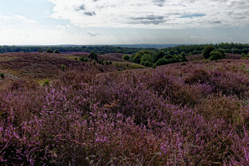 Naklejka premium Heather field in region Arnhem in the Netherlands