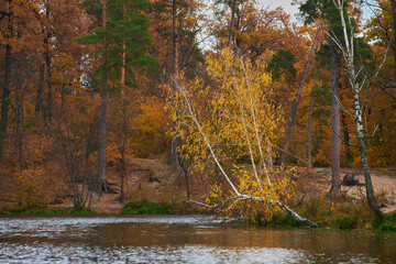 landscape of golden autumn forest edge with birches and water beautiful reflection of trees