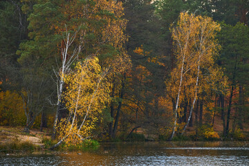 autumn landscape with yellow trees over the river and reflection of trees in the water on a sunny day. Golden autumn