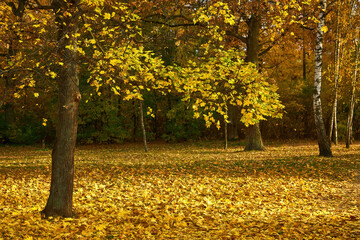 Autumn forest bridge way in scenery woods
