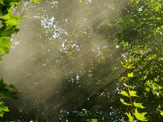 Late summer sunlight breaking through the trees.