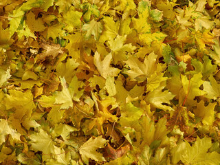 Background group autumn orange leaves.