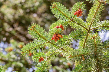 Close up of Little Christmas cones, the origin of cones in spring, natural background