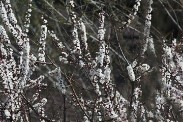 flowers covered branches of a tree