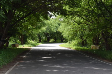 road image captured with both sides green tamarind trees
