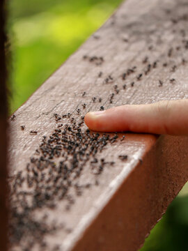 Person Finger On Ant Trail