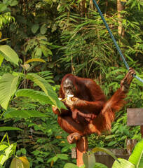 orangutan at wildlife centre in Sarawak, Malaysia