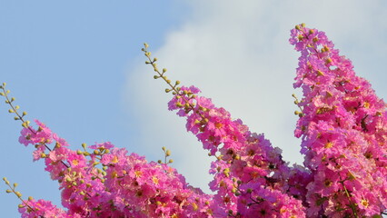 Queen's crape myrtle , Pride of India (Lagerstroemia speciosa) on the sky background