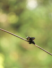 tropical carpenter bee on tree branch