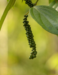 a fresh green peppercorn