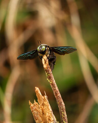 tropical carpenter bee on tree branch