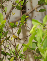 warbling white eye bird
