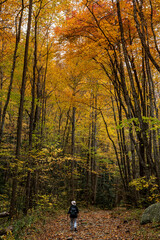 Obraz premium hiker walking a trail in the forest during autumn 