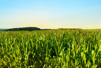Corn field background. Corn on the green stalk in the field. Maize plant and sweetcorn. Corncob in...