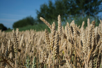 Wheat field. Ears of golden wheat close up. Beautiful Nature Sunset Landscape. Rural Scenery under Shining Sunlight. Background of ripening ears of meadow wheat field.