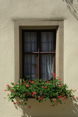 Fototapeta na wymiar Flower box full of geraniums is decorating a window in front of a house in Germany