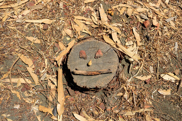 Tree stump with funny face on forest floor covered with dry fallen eucalyptus leaves
