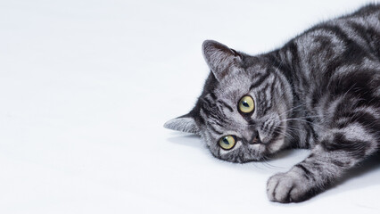 Katze