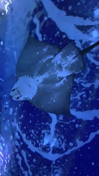 Stingray fish in glass aquarium close up view