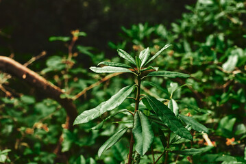 Naklejka na ściany i meble Young rhododendron sprouts. Small leaves. Rhododendron leaves. Juicy green leaves of tropical plants on a brown background. A young plant.