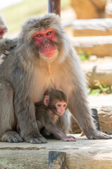 Naklejka premium Baby Japanese monkey and mother in Arashiyama, Kyoto.