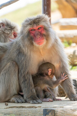 Baby Japanese monkey and mother in Arashiyama, Kyoto.