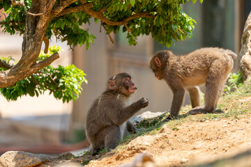 Japanese monkey children fighting in Arashiyama, Kyoto.