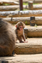 Obraz premium Japanese baby macaque in Arashiyama, Kyoto.