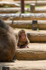 Japanese baby macaque in Arashiyama, Kyoto.