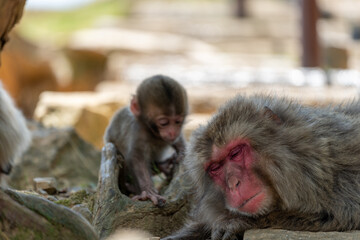Baby Japanese monkey and mother in Arashiyama, Kyoto.