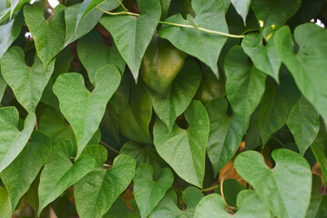Green leaves background