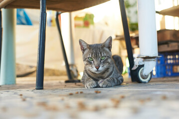 Feral cat been fed © Raquel