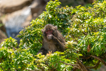 Japanese monkey in Arashiyama, Kyoto