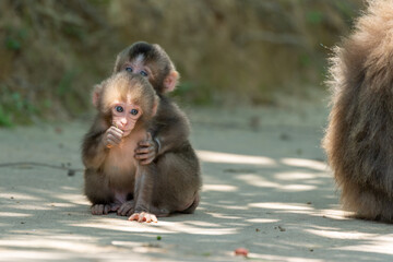 Two baby Japanese monkeys play with each other in Arashiyama, Kyoto