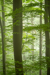 Dark, foggy, moody forest. Bieszczady Mts., Carpathians, Poland.