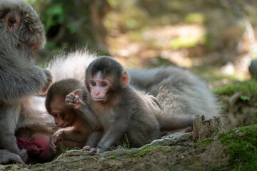 A family of Japanese monkeys in Arashiyama, Kyoto.